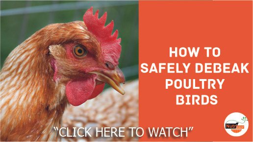 Broiler birds with optimal growth